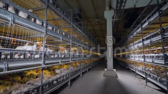 一个家禽工厂走廊高电池笼两边都有肉鸡视频的预览图
