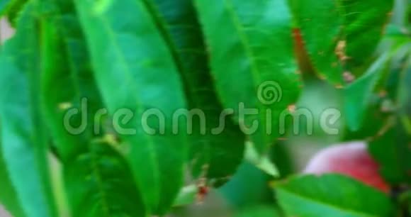 在桃树枝上生长的甜桃果实手持宏观镜头视频的预览图