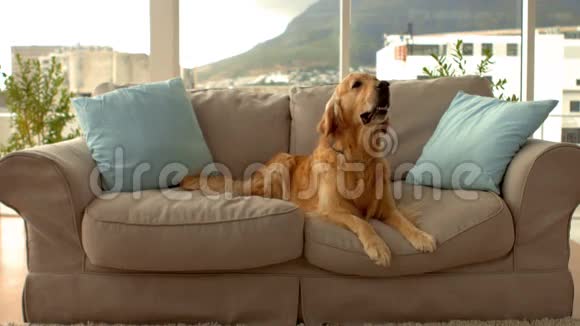 可爱的狗在沙发上吠叫视频的预览图