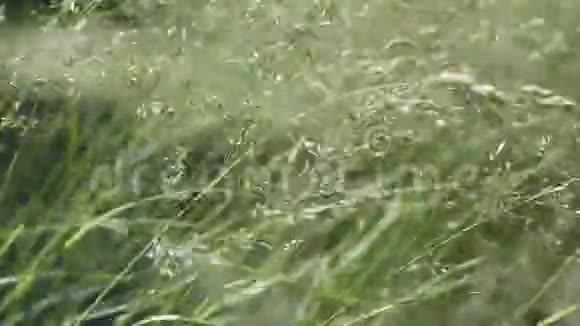 夏日里的野麦片视频的预览图