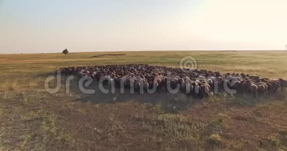 乌克兰草原羊群空中无人驾驶飞机影像视频的预览图