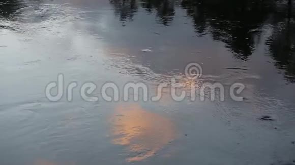 水面自然卷曲阳光和紫杉树的倒影视频的预览图