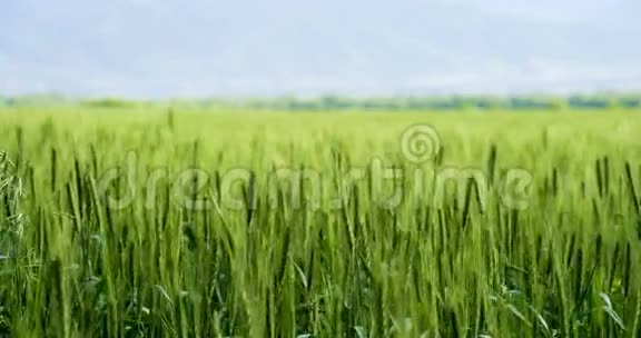 未来小麦作物视频的预览图
