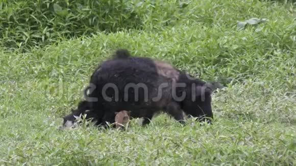 野猪妈妈和她的小猪视频的预览图