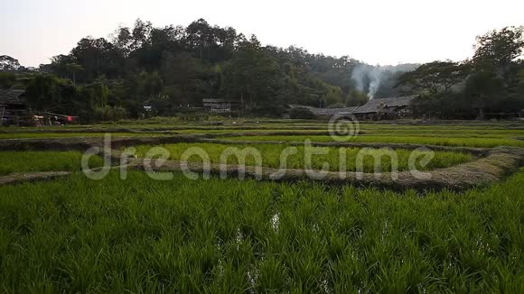 在亚洲种植水稻新鲜梯田稻田视频的预览图