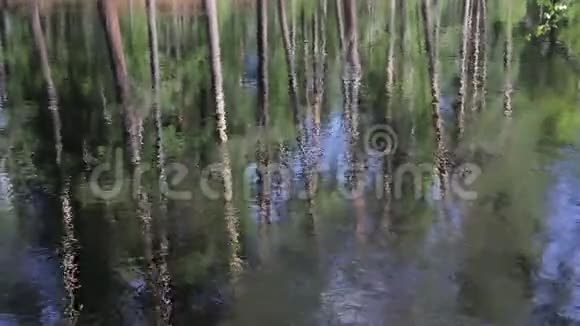 河水表面有明显的针叶树干反射视频的预览图