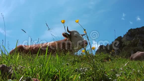 牛在一个山区草原视频的预览图