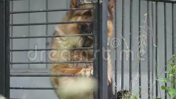 德国牧羊犬在笼子里视频的预览图