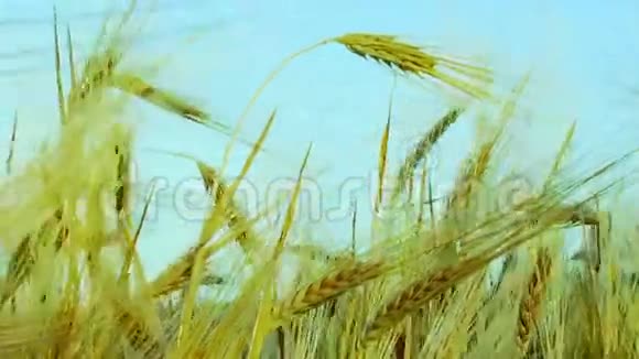 小麦随风颤动视频的预览图