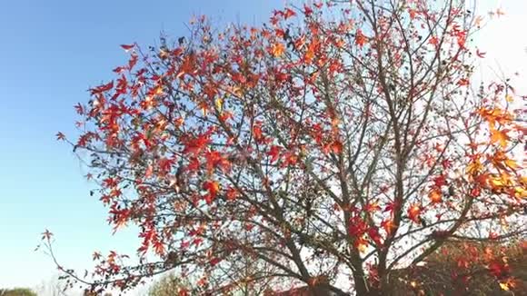 阳光透过树叶五彩缤纷的树木和鸟儿的啁啾视频的预览图
