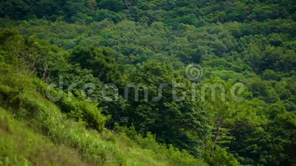 山上的树Primorye视频的预览图