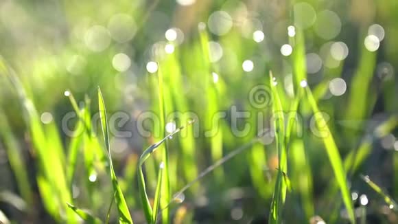 黎明时分阳光下的青草上滴着露珠视频的预览图