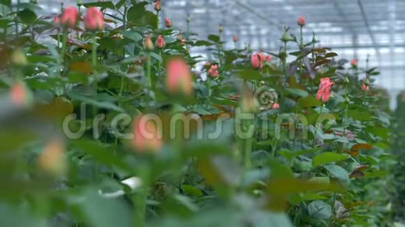 灌木丛中粉红色玫瑰花蕾的近景视频的预览图