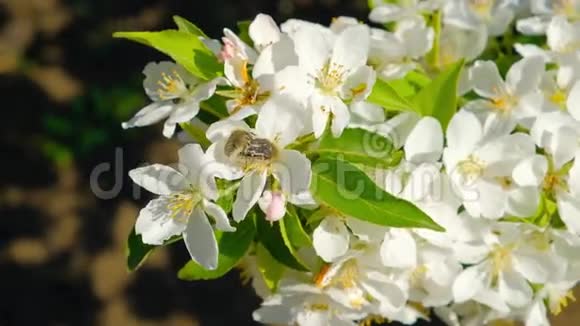 甲虫在春天交配果树开花梨花在树枝上视频的预览图