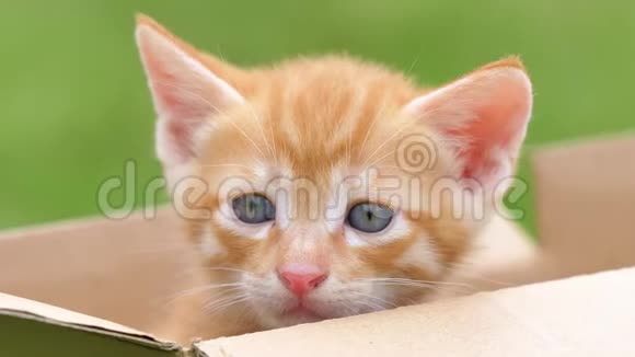 一只可爱的生姜小猫在盒子里看着哭漂亮的蓝眼睛可爱的宠物4k镜头慢动作视频的预览图