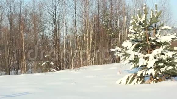 雪后的幼松视频的预览图