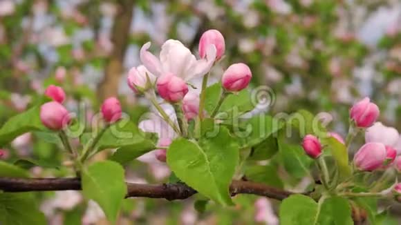 樱桃或苹果树上盛开的白色粉红花朵视频的预览图