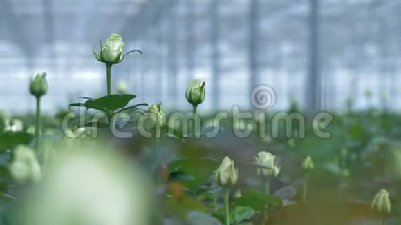 一张半开白玫瑰花蕾的特写镜头在温室里4K视频的预览图