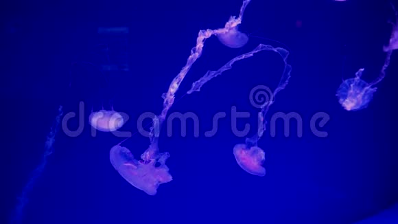 水族馆中的蓝色水母在霓虹灯下穿过水面视频的预览图