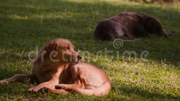 夏天阳光明媚狗躺在草地上视频的预览图