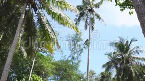 从棕榈树上砍下椰子视频的预览图