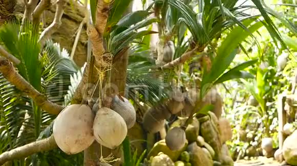 椰子在花园里作为装饰生长奇异的热带椰子挂在棕榈树上绿叶被阳光照亮方式视频的预览图