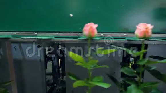 玫瑰经过一个自动分拣输送机视频的预览图