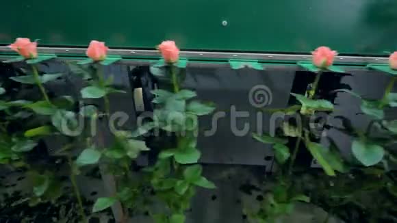 在束束设备上移动茎玫瑰线视频的预览图