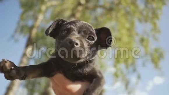 一只黑色可爱的小狗躺在主人的手上自然夏天视频的预览图