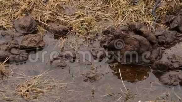溪被牛粪污染新鲜的牛粪农村4K视频的预览图