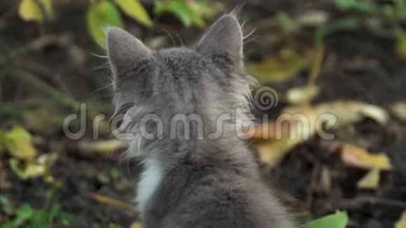 在后院的花园里一只小猫坐着把头变成了一个框架视频的预览图