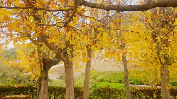 美丽的秋景有树黄叶视频的预览图