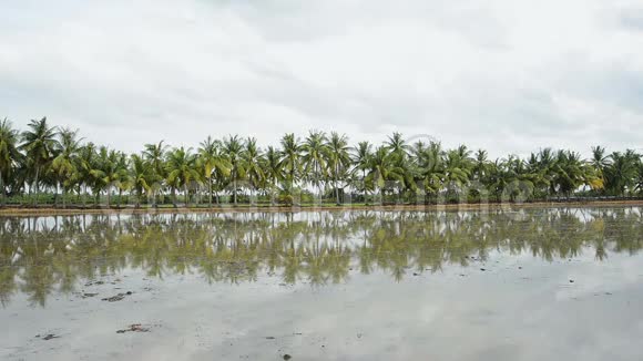 棕榈椰子树视频的预览图