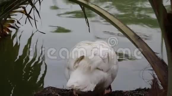 白云母鸭坐在湖边和椰子树旁视频的预览图