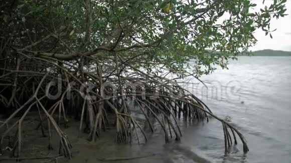 沼泽和马提尼克海中红树林的根视频的预览图
