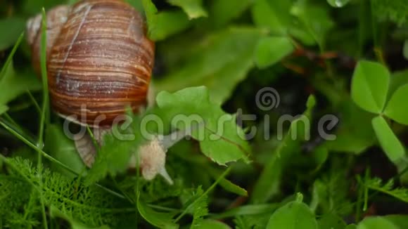 蜗在草丛中爬行视频的预览图