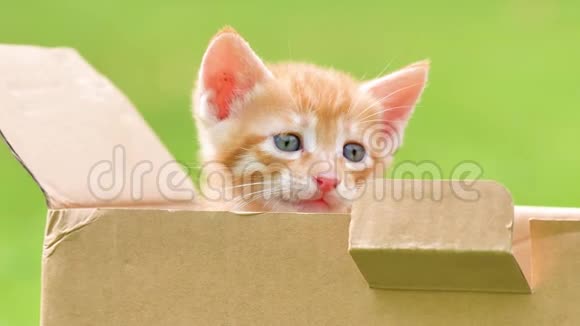 一只可爱的生姜小猫在盒子里看着哭漂亮的蓝眼睛可爱的宠物4k镜头慢动作视频的预览图
