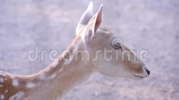 动物园里一只斑点鹿的近景视频的预览图