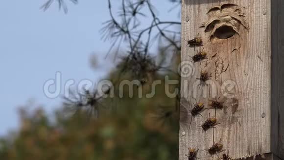 巨大的黄蜂昆虫维斯帕蟹围着巢的入口特写镜头4K视频的预览图