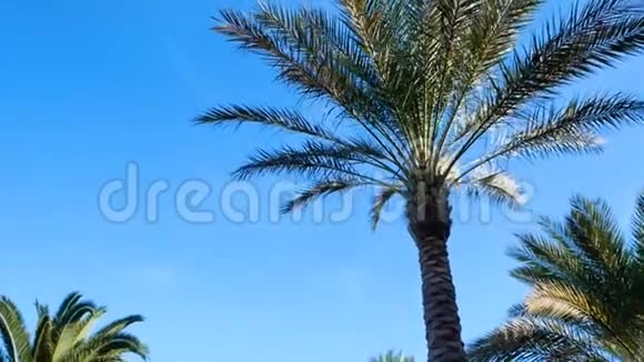 高大的手掌映衬着蓝天的背景异国风情的弗洛拉相机绕着树转视频的预览图