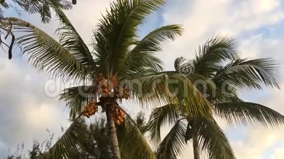 棕榈树上的黄色椰子视频的预览图
