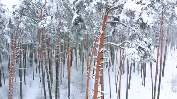 冬季森林松树空中向上移动视频的预览图