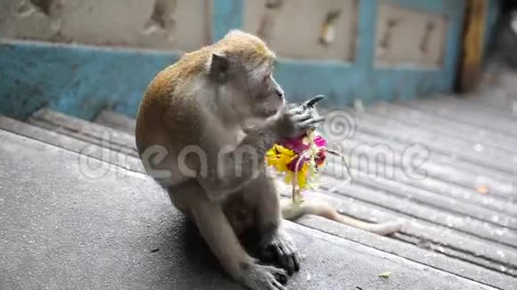 马来西亚的一只猴子视频的预览图