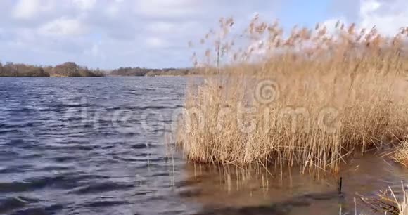 在暴风雨中移动的湖中生长的芦苇视频的预览图
