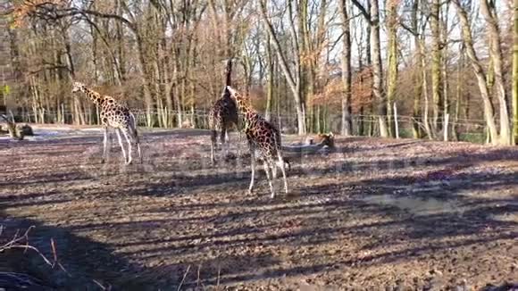 动物园里的一群长颈鹿视频的预览图