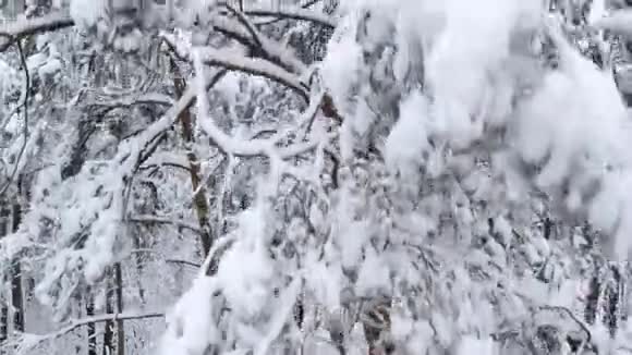 冬季森林松树空中向上移动视频的预览图
