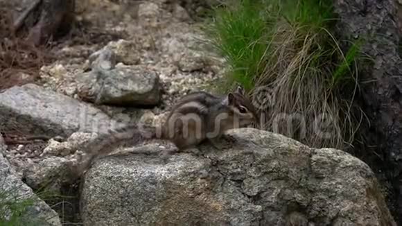花栗鼠坐在灰色的石头上视频的预览图