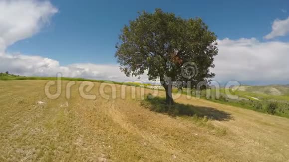 农田山上的孤树令人放松的空中景色视频的预览图