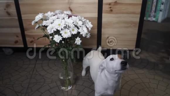 杰克罗素梗靠近一个装满雏菊的花瓶视频的预览图
