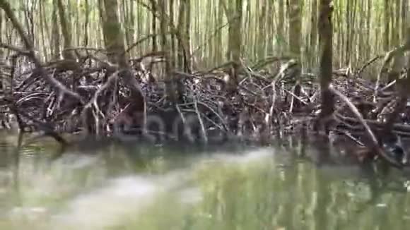 河流中的红树林树根生长在水中视频的预览图